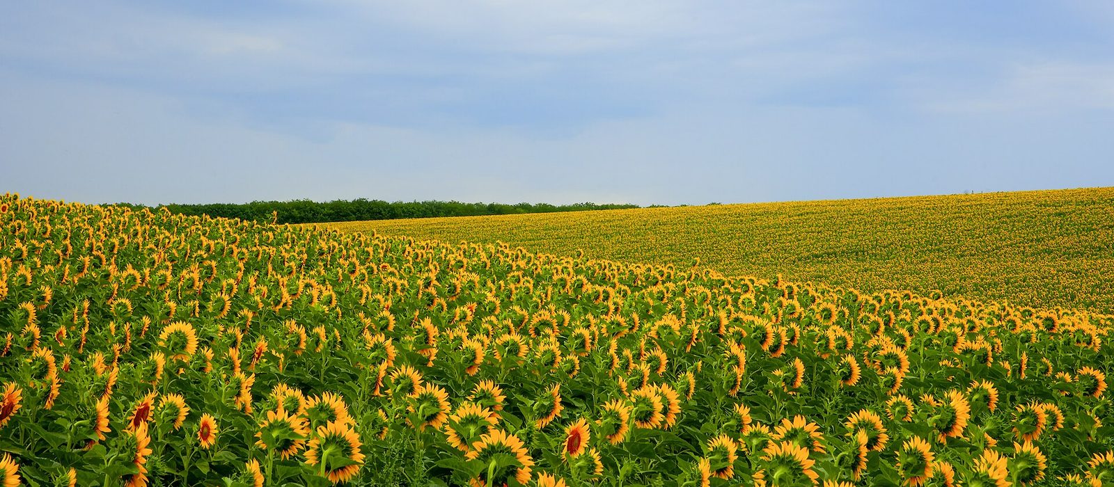 Un lan întins de floarea-soarelui în floare pe un deal, cu o fâșie de pădure la orizont și cer senin