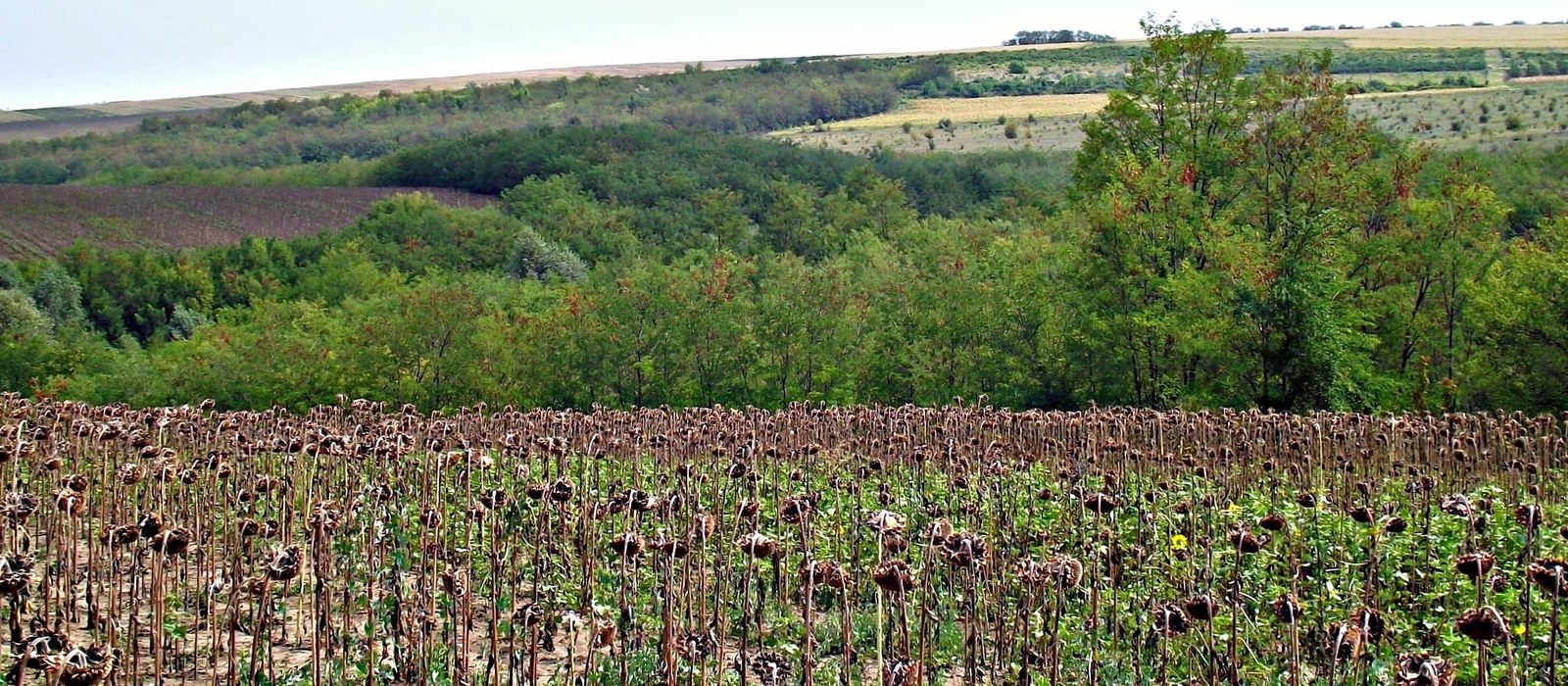 Lan de floarea-soarelui uscată pe un deal din Republica Moldova, cu pădure și câmpuri în fundal