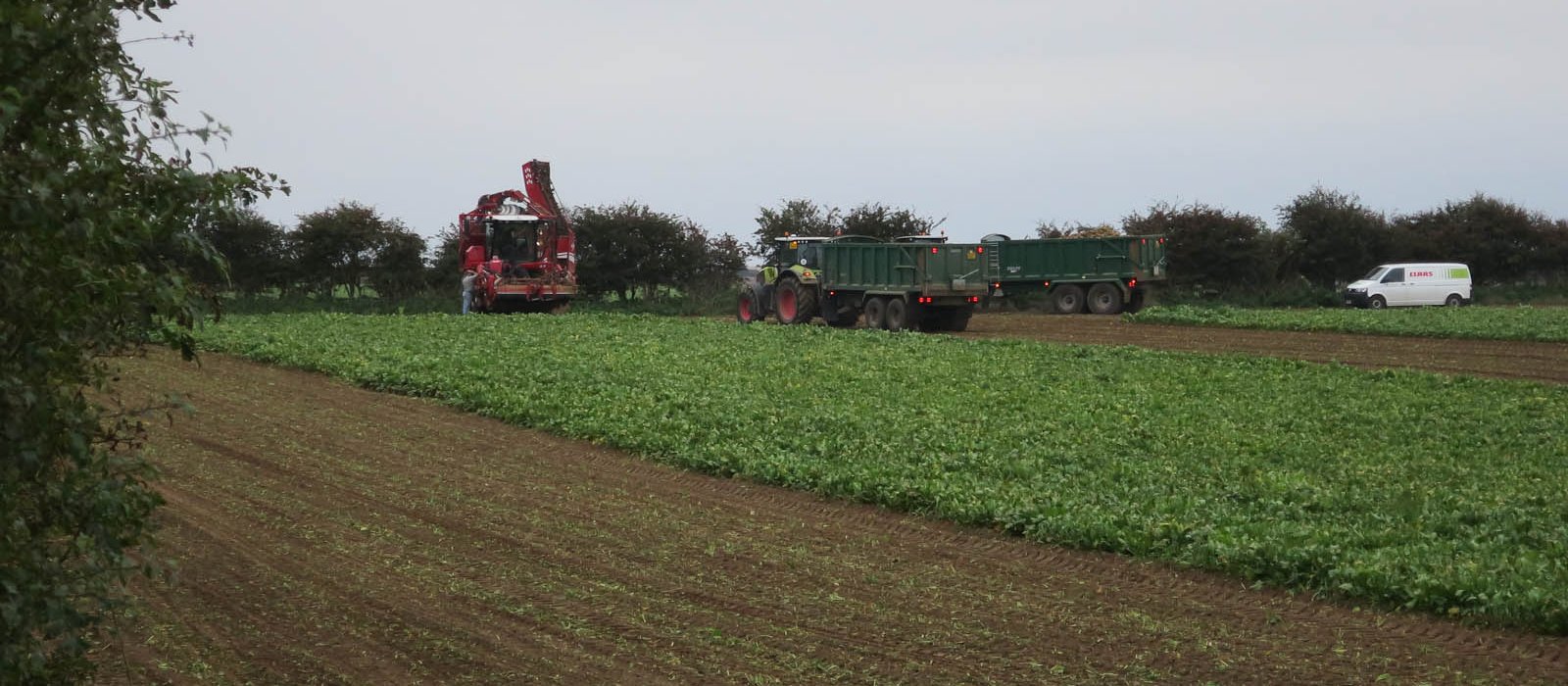 Combină roșie de recoltat sfeclă și tractor cu remorci verzi pe un câmp cu frunze de sfeclă, în fundal un gard viu