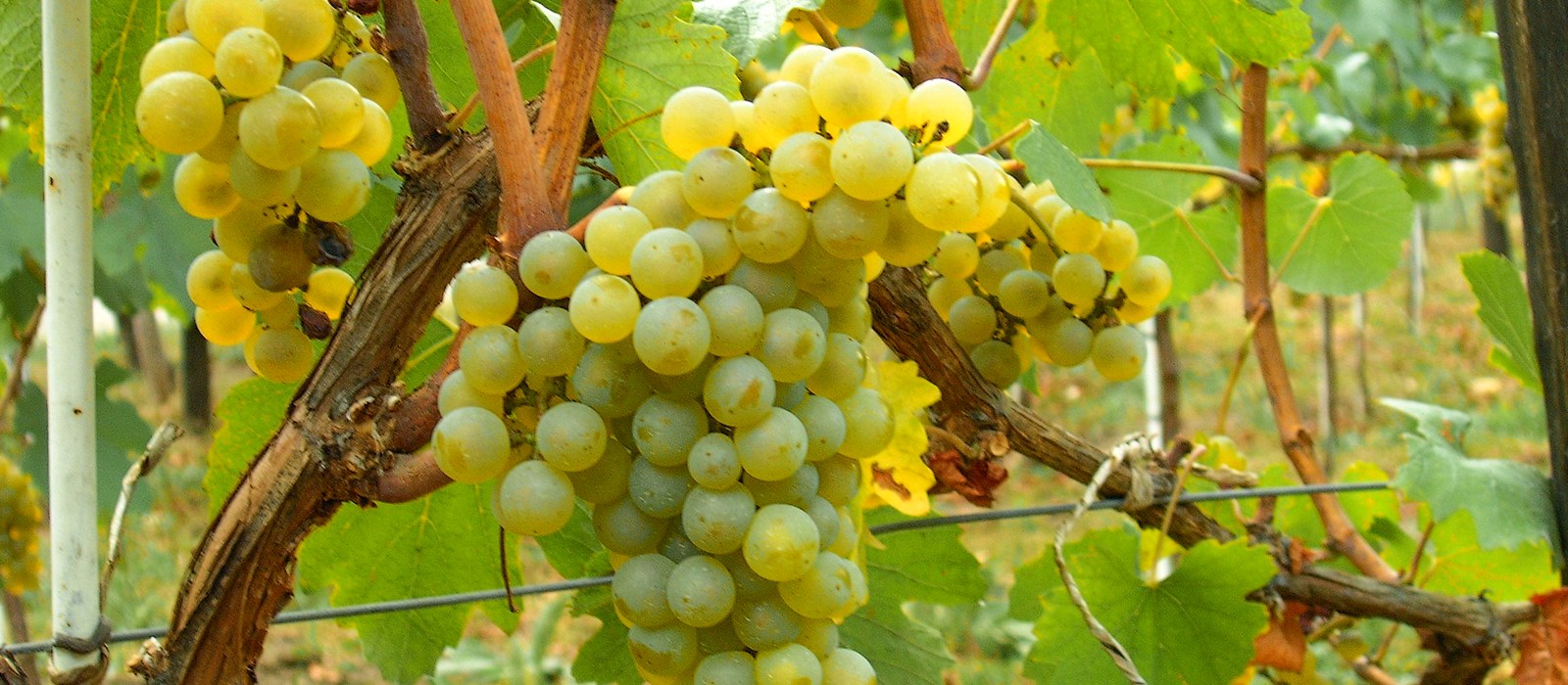 Rânduri de viță de vie Chardonnay într-un podgorie din Republica Moldova, cu ciorchini coapți