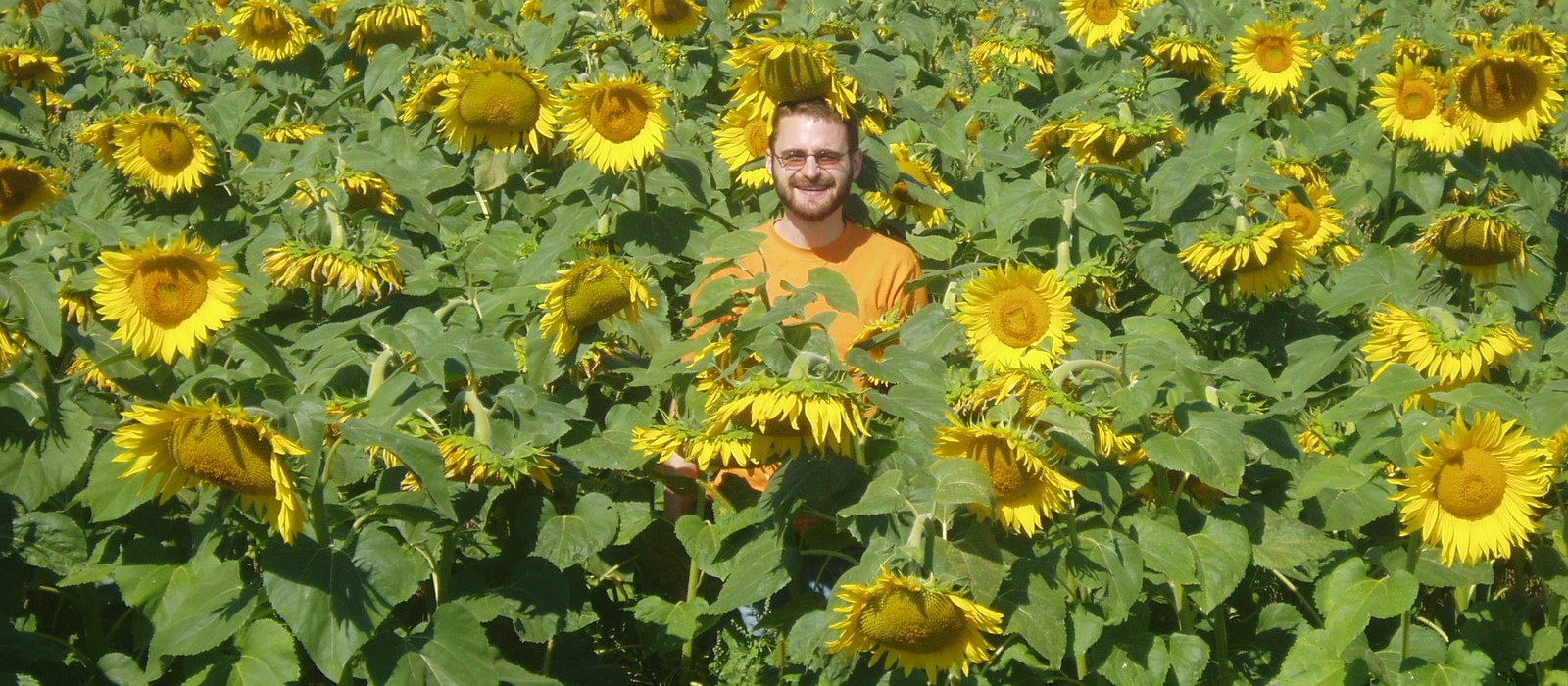 Un om stă între flori de floarea-soarelui înalte, într-un lan din Republica Moldova